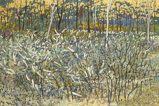 Clement Millward - Lambs Tail, Conjola Forest