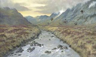 Colin Burns - Red Grouse, Beinn Laith Mhor, Wester Ross