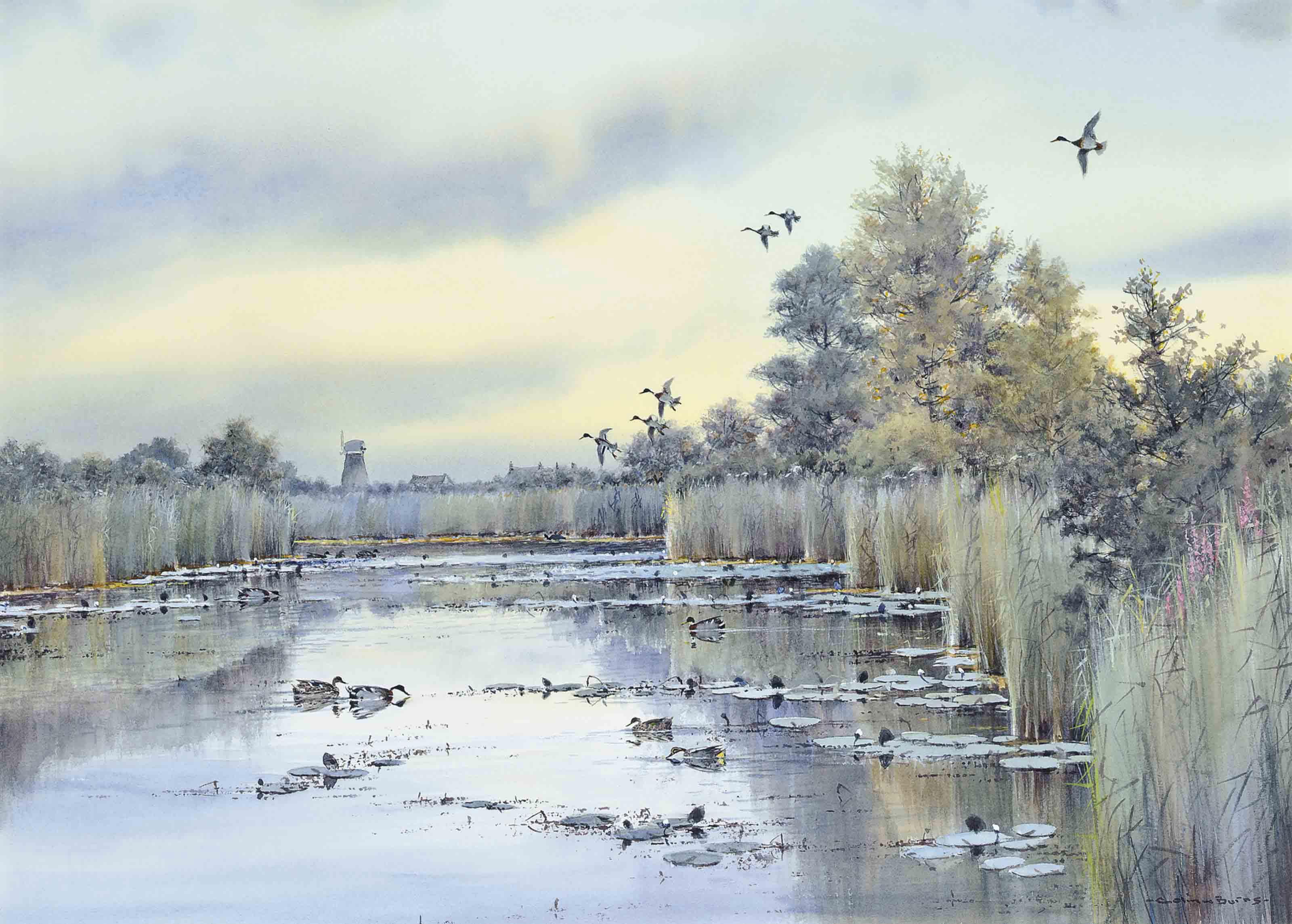 Colin Burns - Wildfowl in the broad, Somerton
