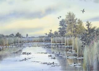Colin Burns - Wildfowl in the broad, Somerton
