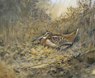 Colin Burns - Woodcock among brambles
