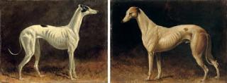 Colin Graeme Roe - A black and white whippet; and A brown and white whippet