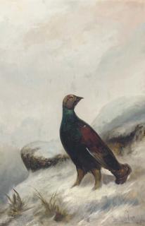 Colin Graeme Roe - A Capercaille