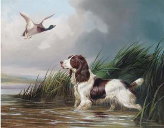 Colin Graeme Roe - A spaniel putting a mallard up