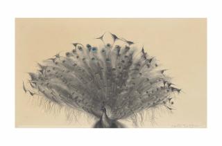 Colin Self - Peacock