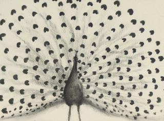 Colin Self - Peacock