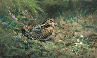 Colin W. Burns - A Woodcock among daisies