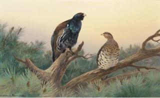 Colin W. Burns - Capercaille
