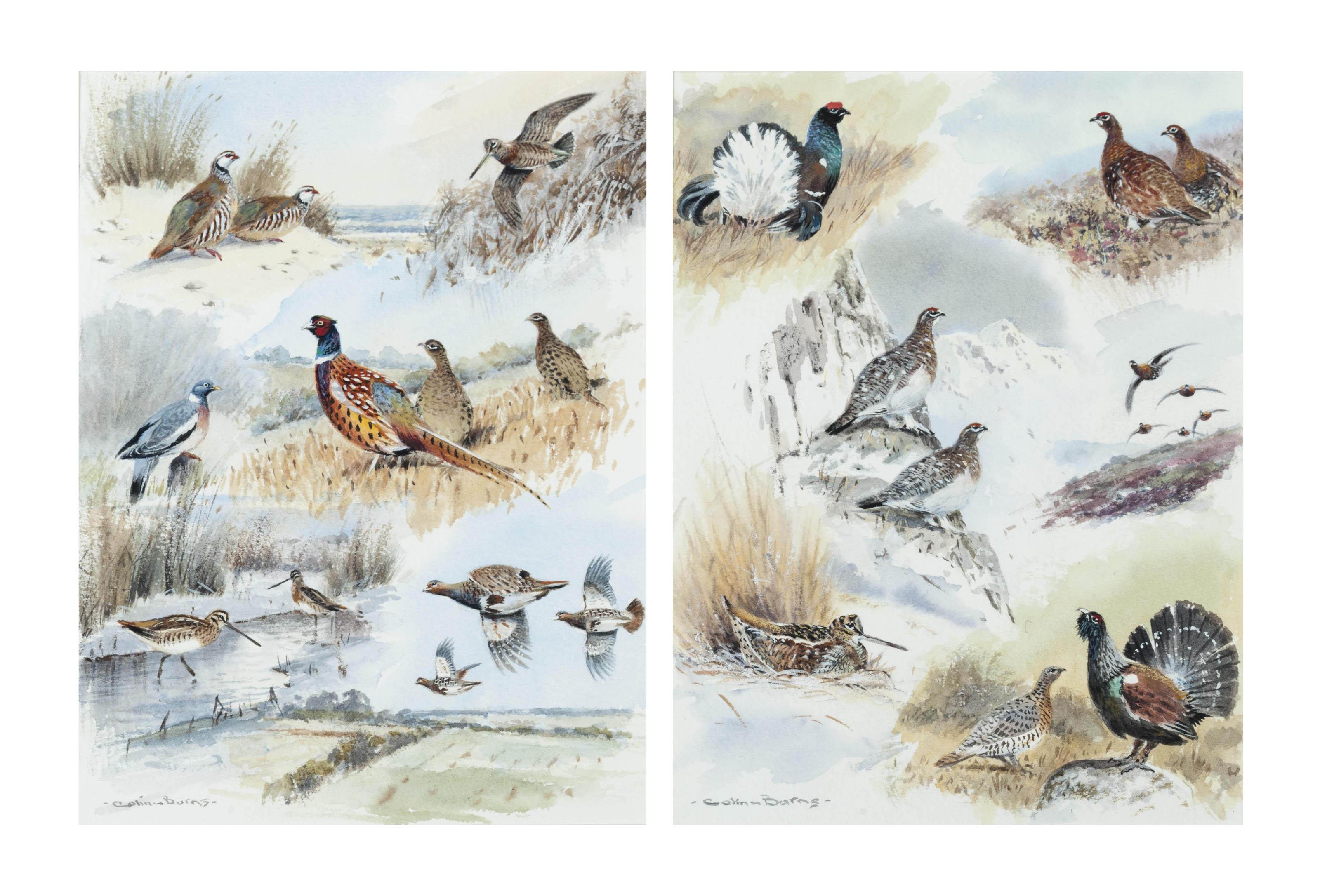 Colin W. Burns - French Partridge, snipe, wood pigeon, pheasent & grey partridge; and Black cock, red grouse and wood cock