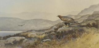 Colin W. Burns - Golden eagles at Inverpoly, Scotland