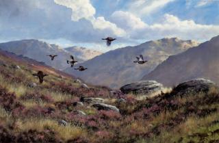 Colin W. Burns - Grouse over Heather Moorland, Perthshire