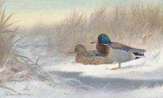 Colin W. Burns - Mallard