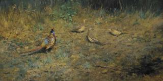 Colin W. Burns - Pheasants In Woodland