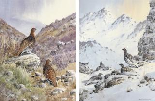 Colin W. Burns - Ptarmigan; And Red Grouse