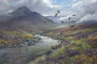 Colin W. Burns - Red Grouse, Glen Etive