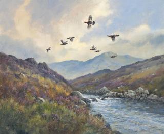 Colin W. Burns - Red Grouse, Glen Etive