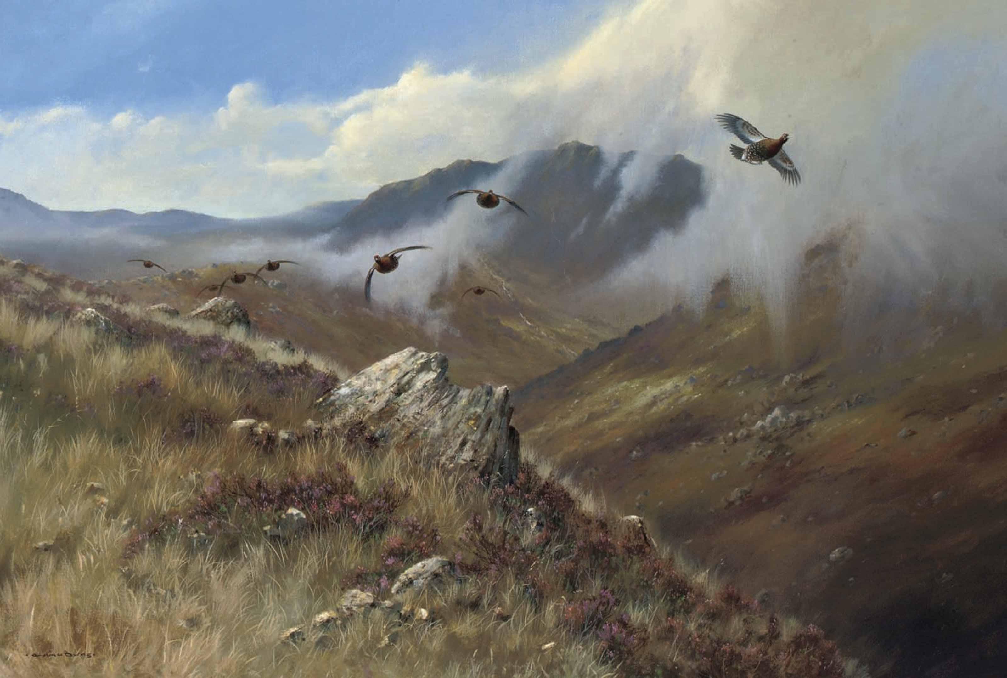 Colin W. Burns - Red Grouse, Glen Garry, Invernesshire, Scotland