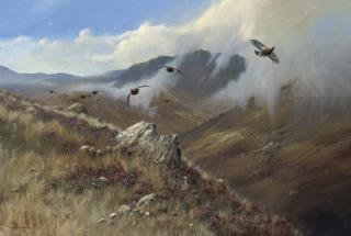 Colin W. Burns - Red Grouse, Glen Garry, Invernesshire, Scotland