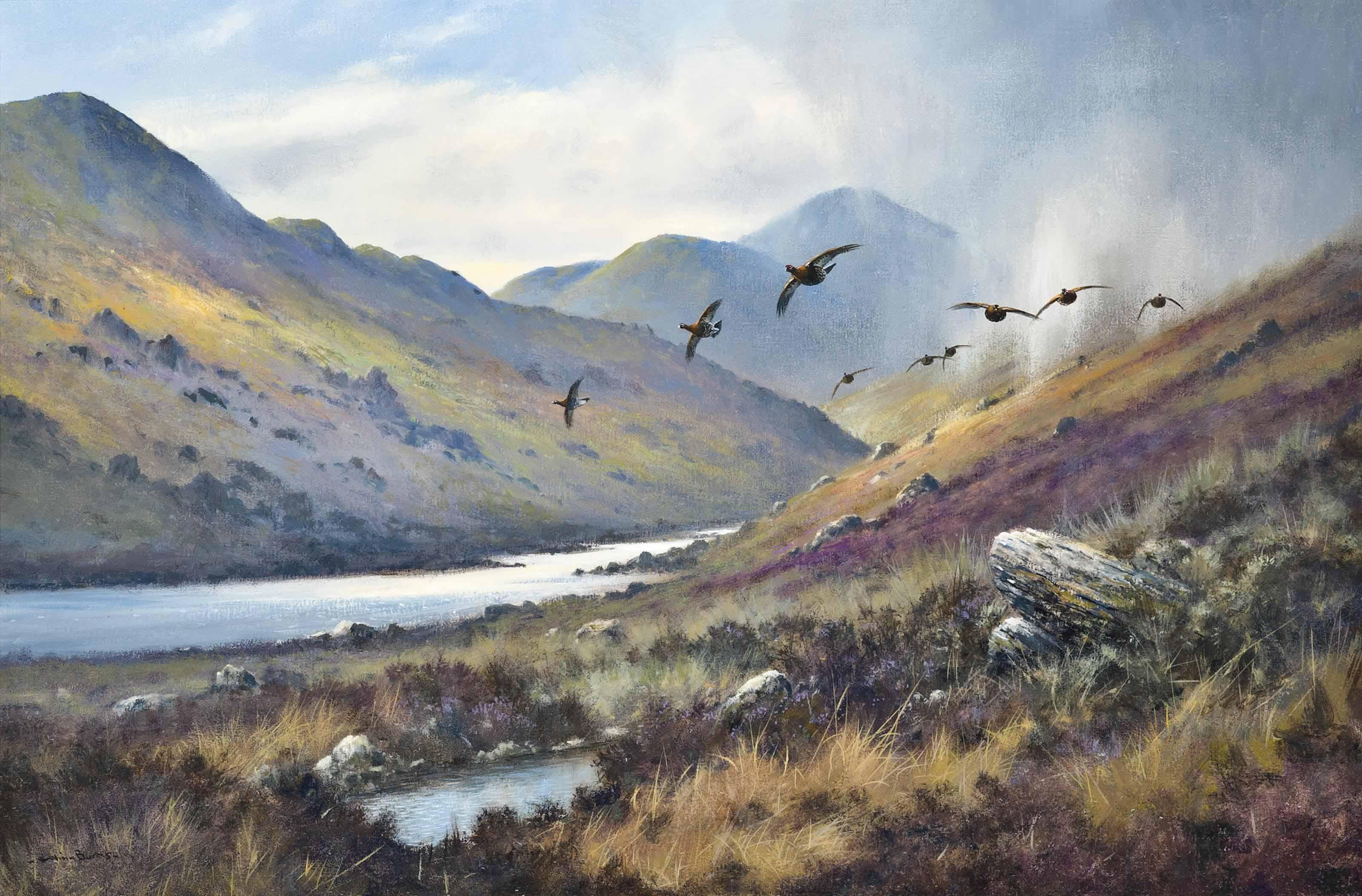 Colin W. Burns - Red grouse, Loch Mallardoch, Scotland