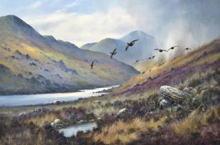 Colin W. Burns - Red grouse, Loch Mallardoch, Scotland