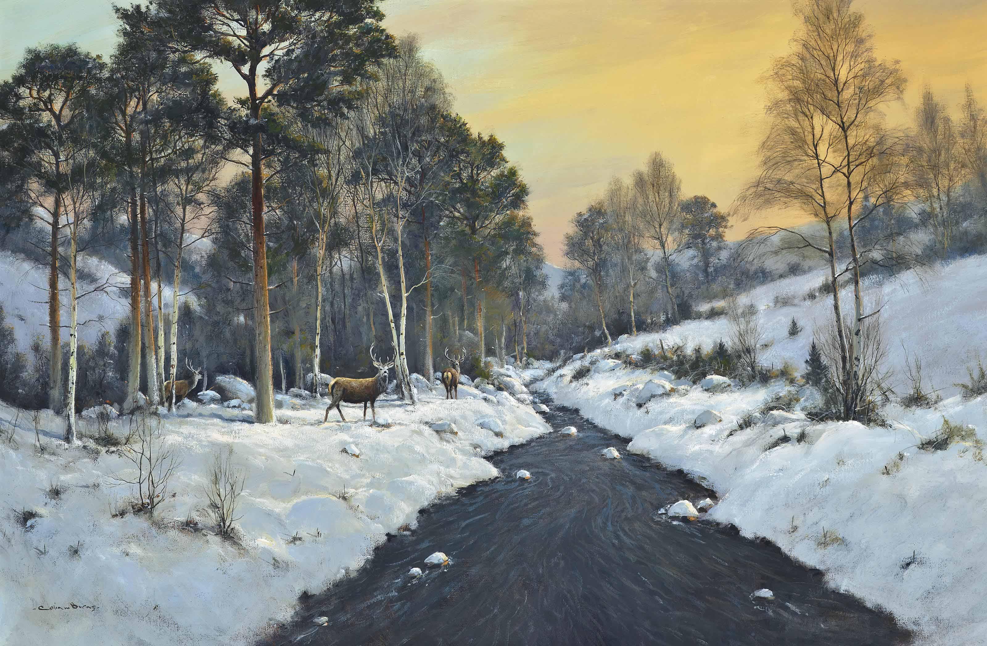 Colin W. Burns - Stags At Dusk, Perthshire