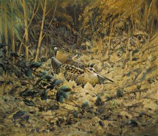 Colin W. Burns - Woodcock amid brambles