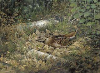 Colin W. Burns - Woodcock, amongst silver birch