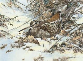 Colin W. Burns - Woodcock in the snow