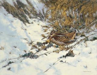 Colin W. Burns - Woodcock in the snow