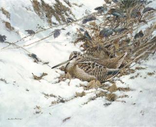 Colin W. Burns - Woodcock