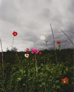 Collier Schorr - Arrangement #15 (Herrhausen)