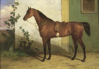 Condadyn Cunaeus - Cavallo sellato