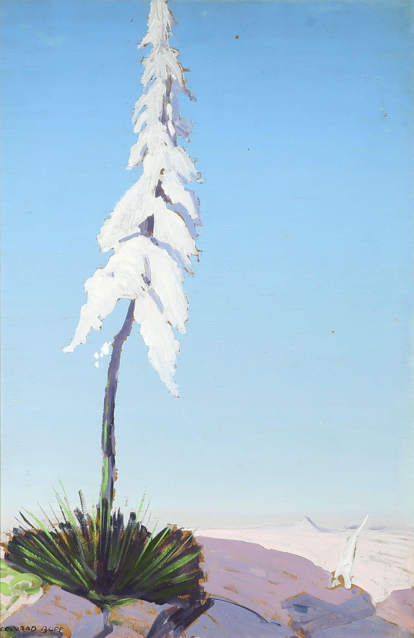 Conrad Buff - Candle of God Plant