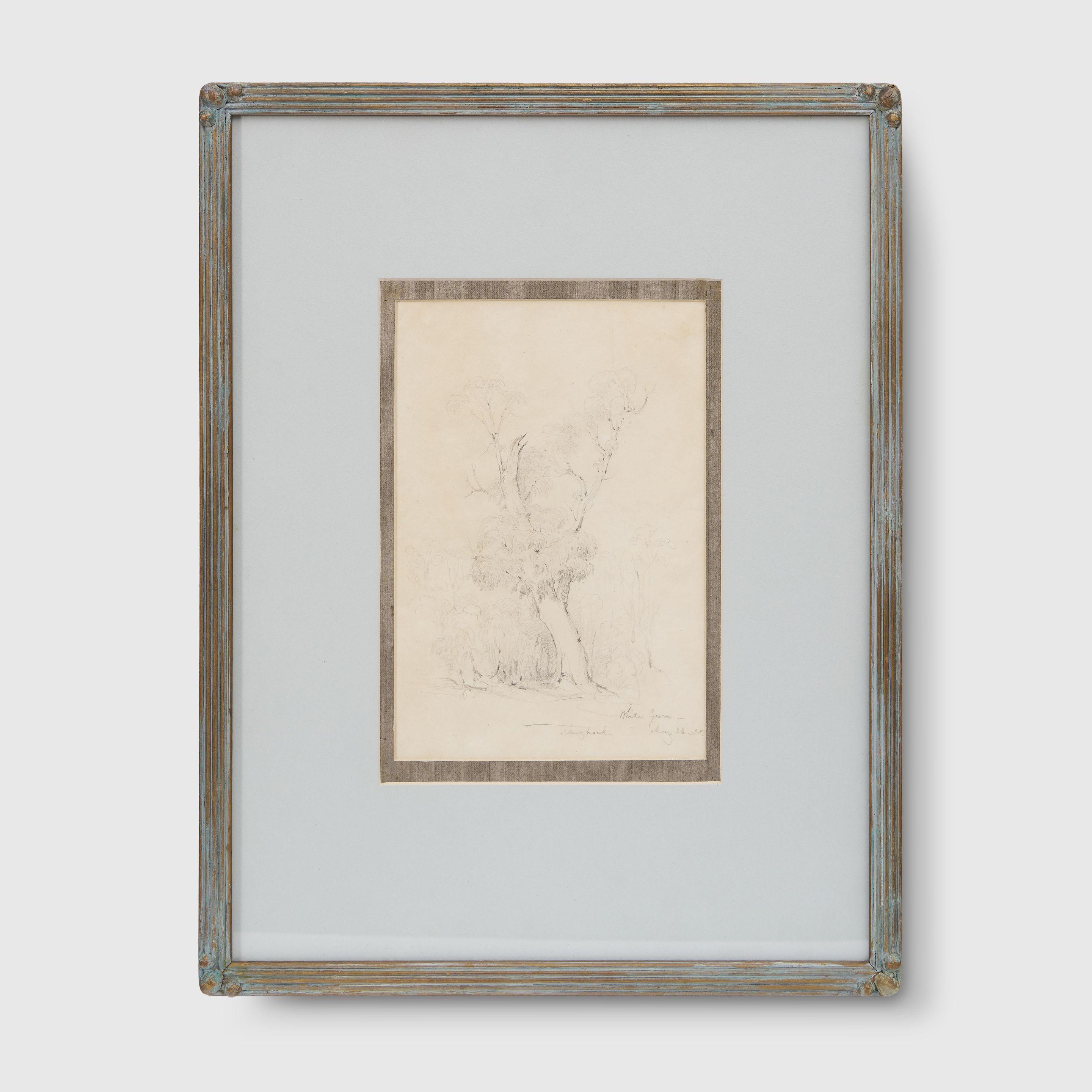 Conrad Martens - White Gum, Stringy Bark, 1838