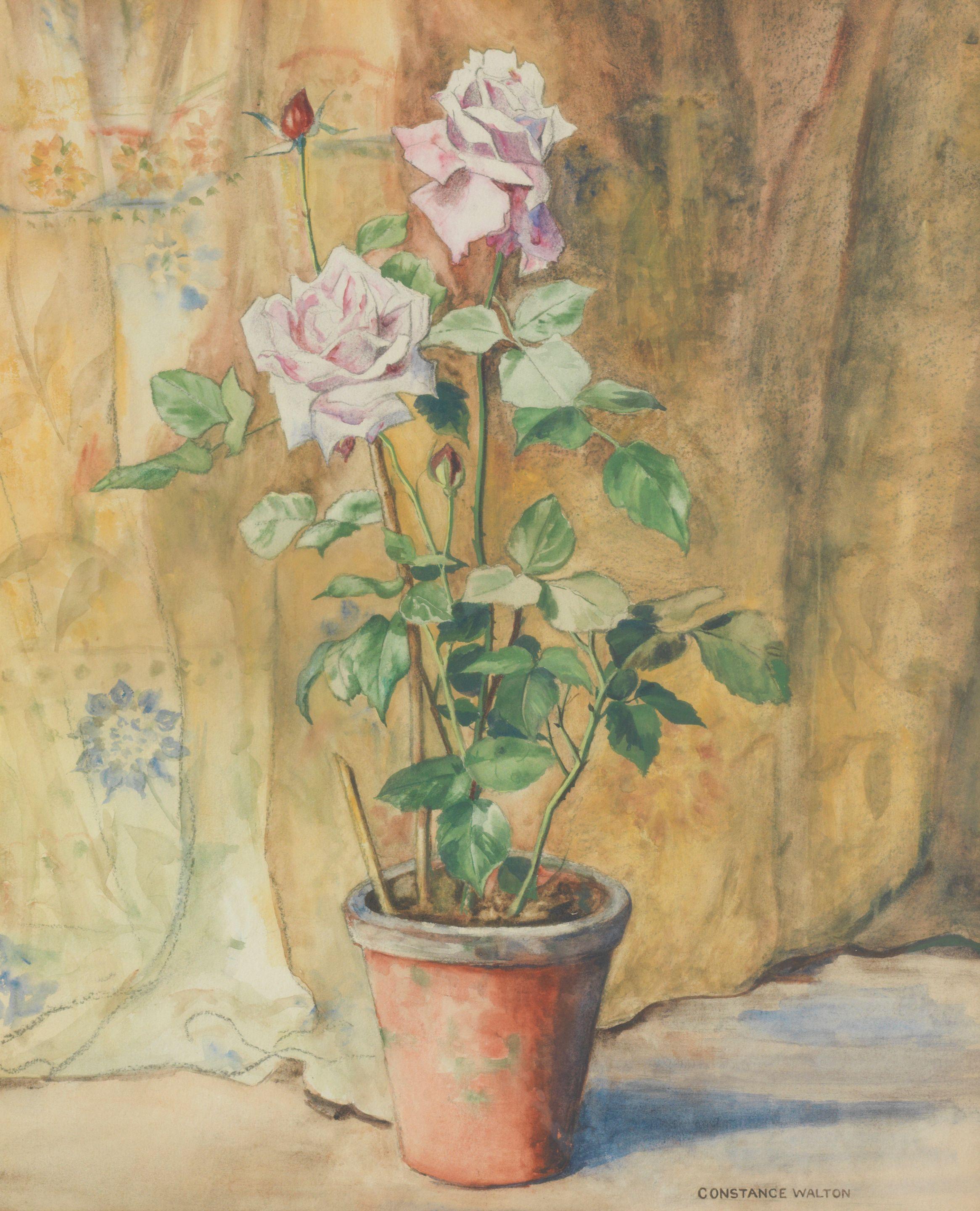 Constance Walton - Potted rose
