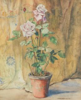 Constance Walton - Potted rose