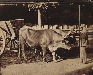 Constant Alexandre Famin - Attelage de Boeuf, Probably 1860S