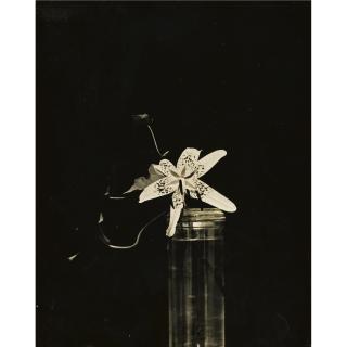Constantin Brancusi - Flower Study, N.D. 