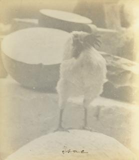 Constantin Brancusi - Isac, Années 1920Two Vintage Silver Prints. Both Annotated In Ink By The Artist.