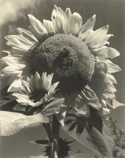 Consuelo Kanaga - Sunflower