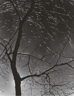 Consuelo Kanaga - Untitled (Ice-covered tree)