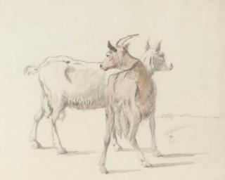 Coplestone Warre Bampfylde - Study Of Goats