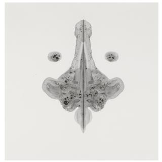 Cornelia Parker, R.A. - Pornographic Drawing