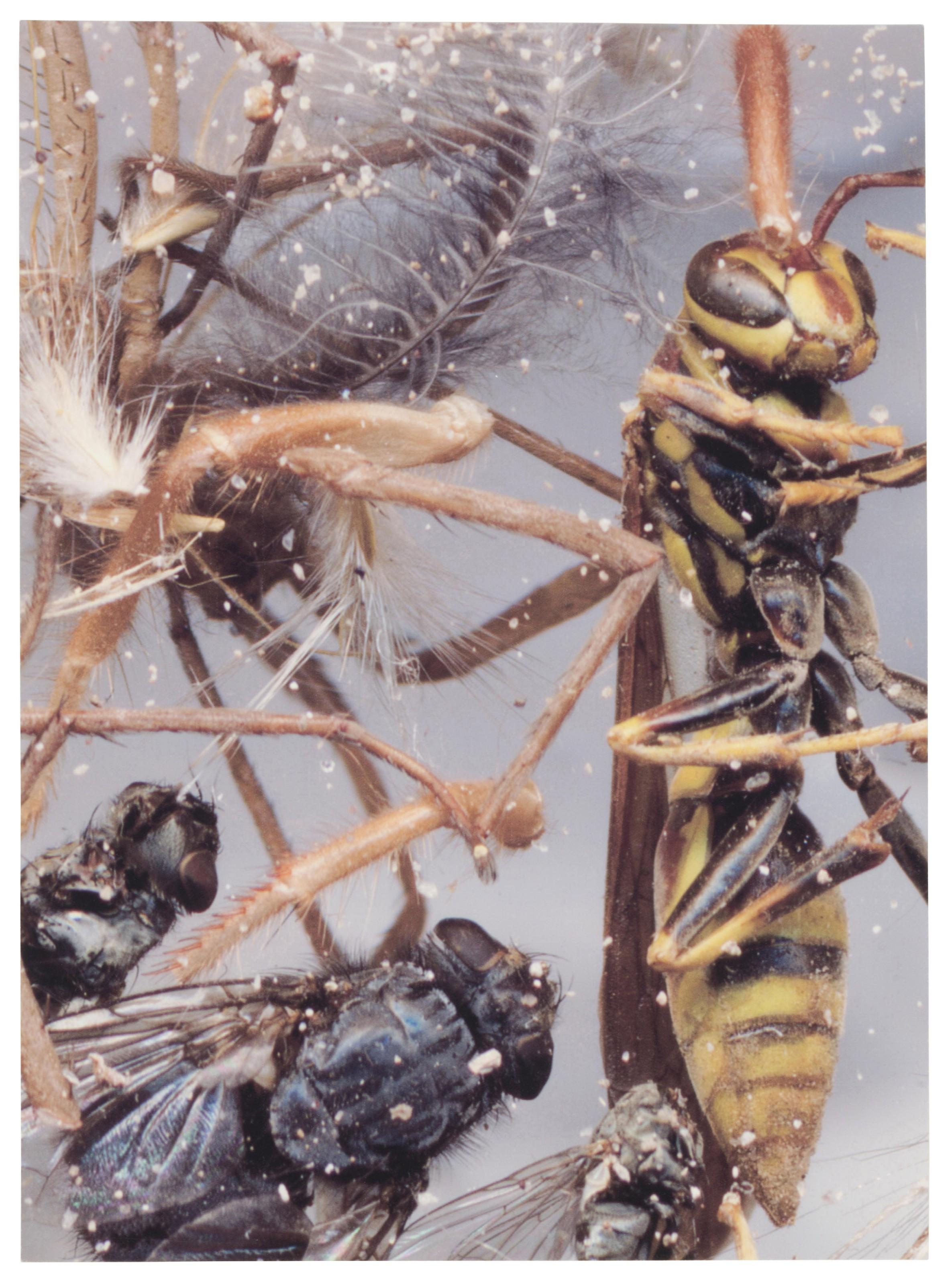 Cornelia Parker - Dust Breeding (on Judd)