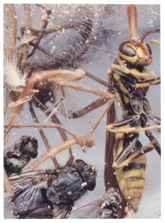 Cornelia Parker - Dust Breeding (on Judd)