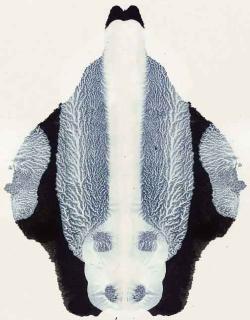 Cornelia Parker - Poison And Antidote Drawing