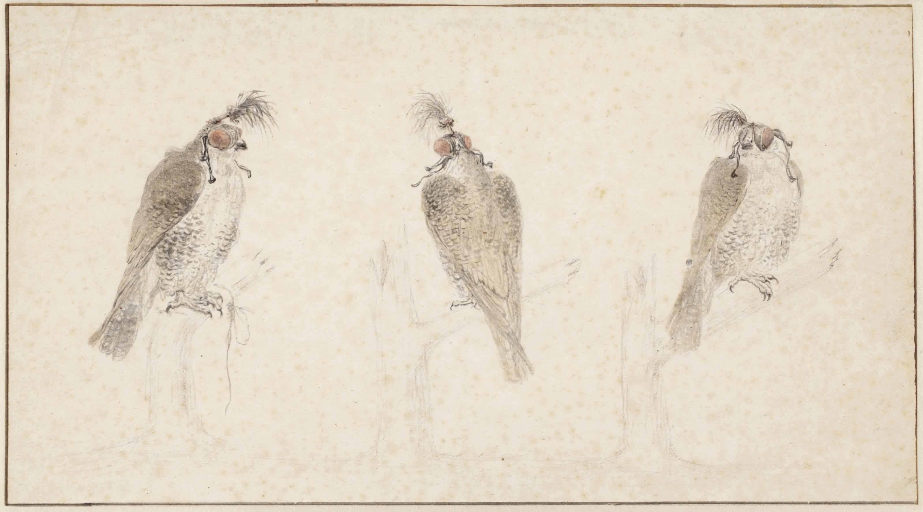 Cornelis Saftleven - Three hooded Lanner falcons ( Falco biarmicus )