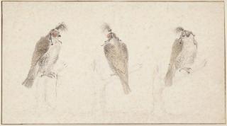 Cornelis Saftleven - Three hooded Lanner falcons ( Falco biarmicus )