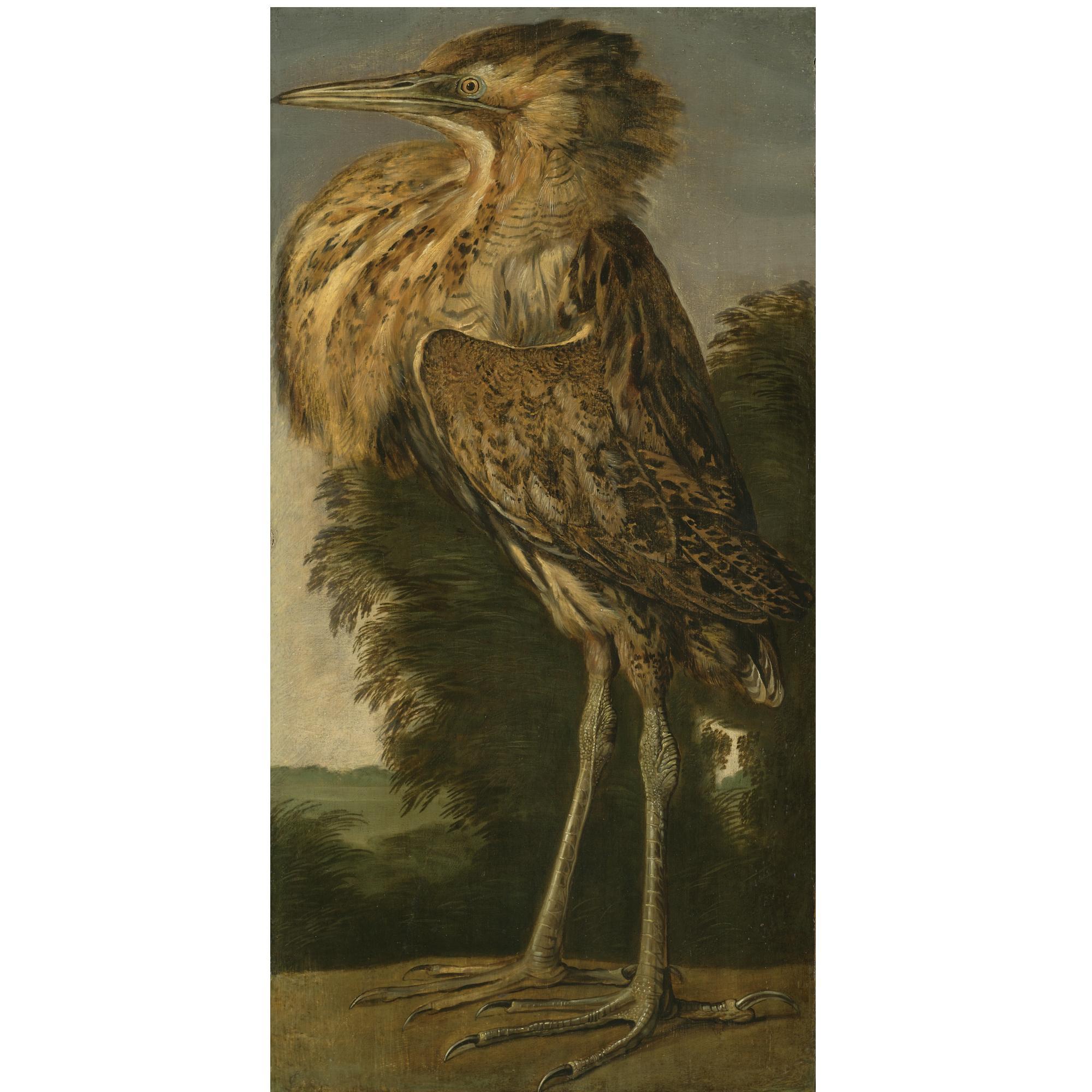 Cornelis van Lelienbergh - A Bittern (Roerdomp)