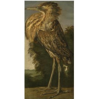 Cornelis van Lelienbergh - A Bittern (Roerdomp)
